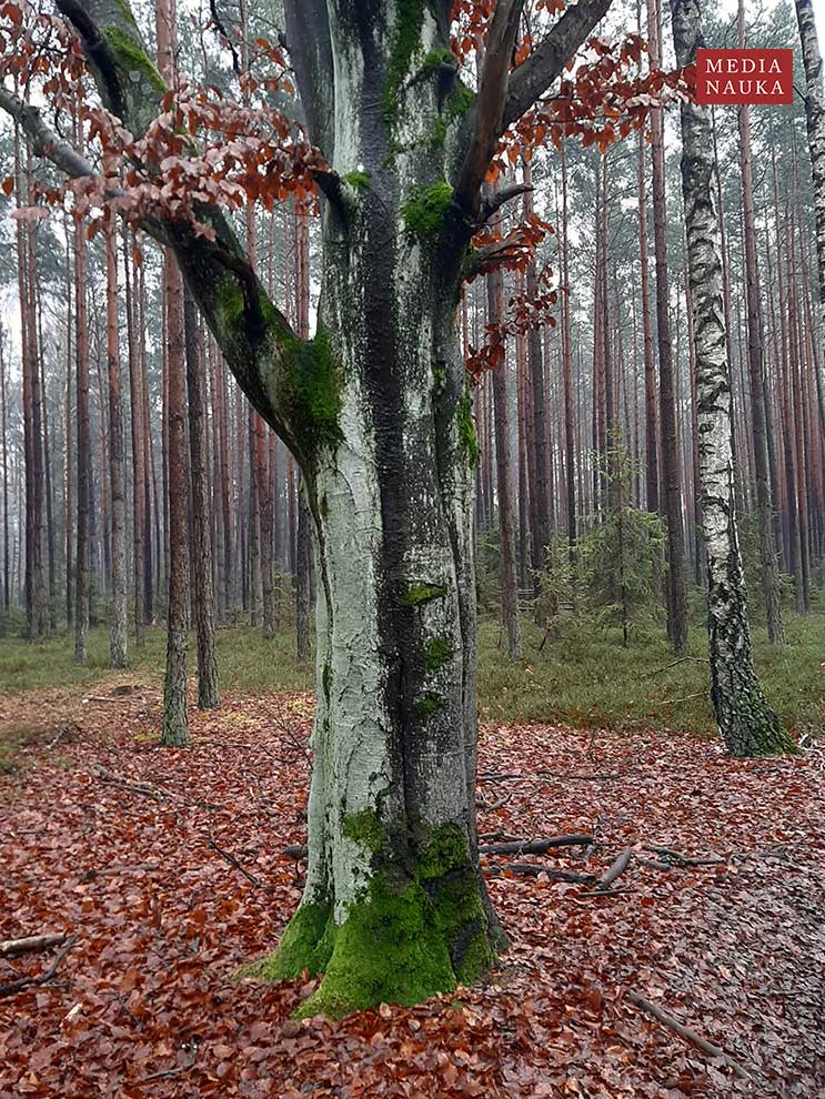 buk pospolity, buk zwyczajny (Fagus salvatica)