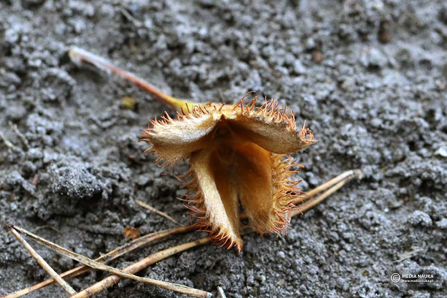 buk pospolity, buk zwyczajny (Fagus salvatica)