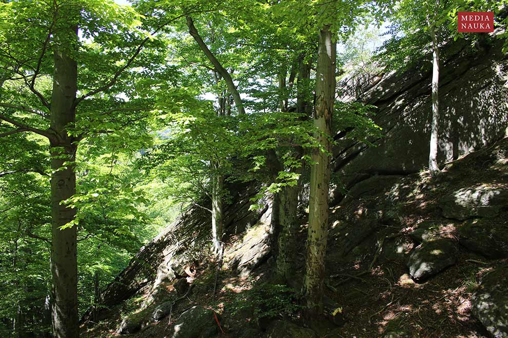 buk pospolity, buk zwyczajny (Fagus salvatica)