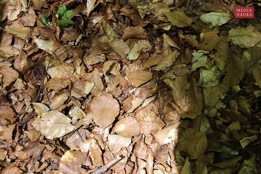 buk pospolity, buk zwyczajny (Fagus salvatica)