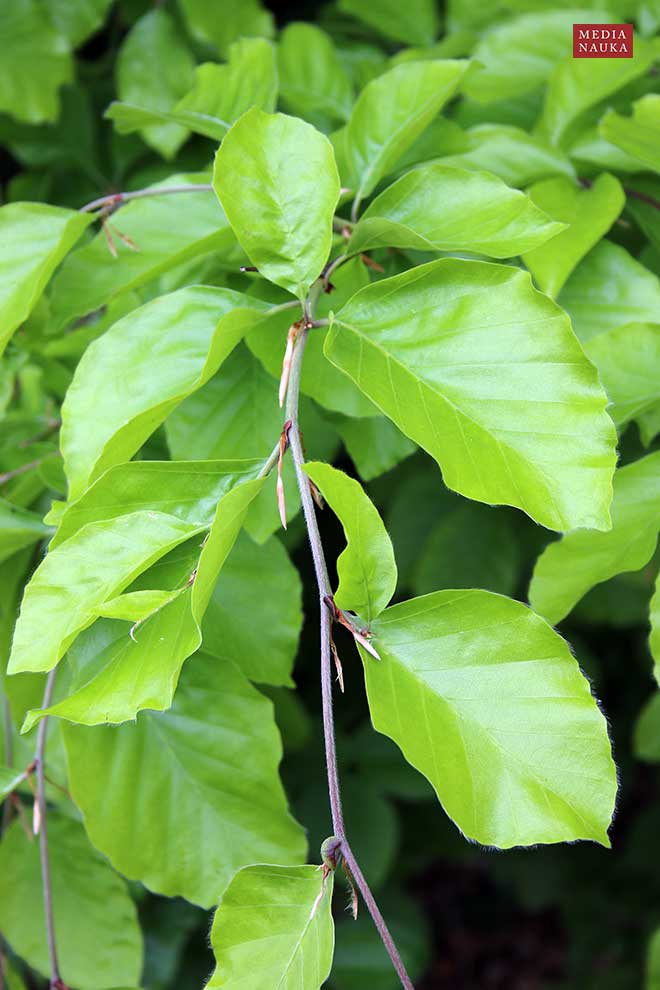 buk pospolity, buk zwyczajny (Fagus salvatica)