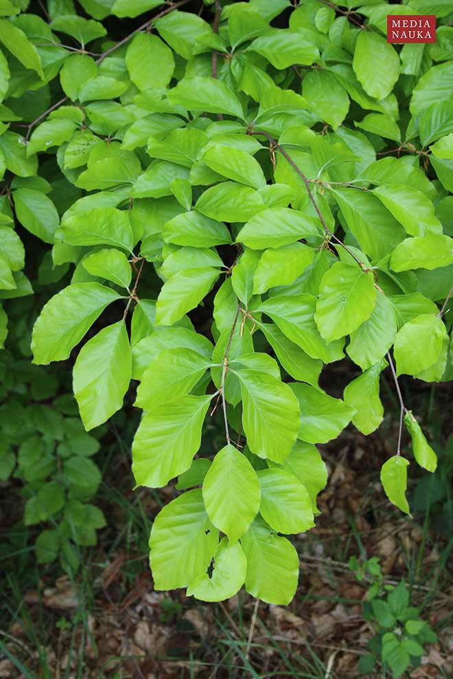 buk pospolity, buk zwyczajny (Fagus salvatica)