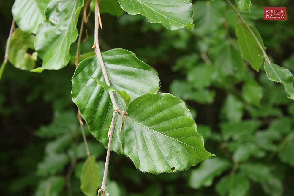 buk pospolity, buk zwyczajny (Fagus salvatica)