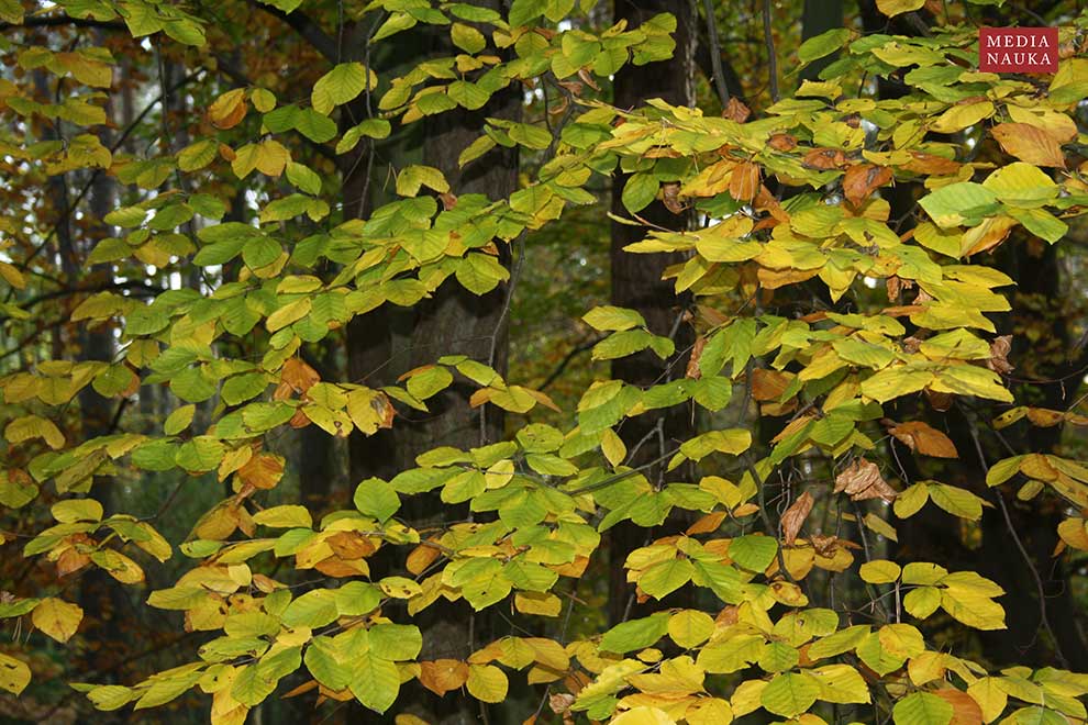 buk pospolity, buk zwyczajny (Fagus salvatica)