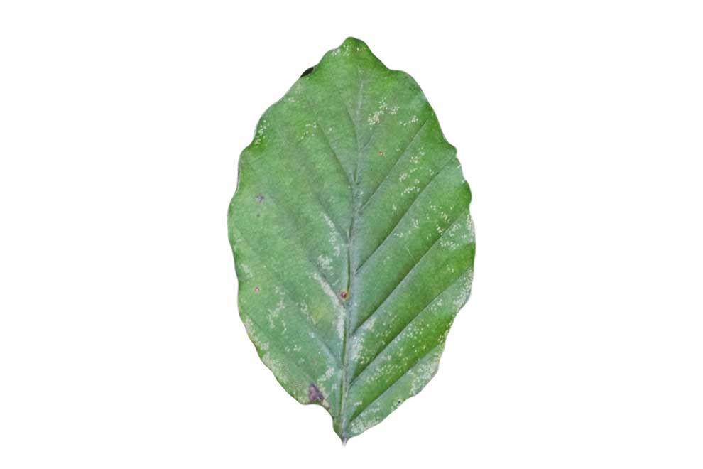 buk pospolity, buk zwyczajny (Fagus salvatica)