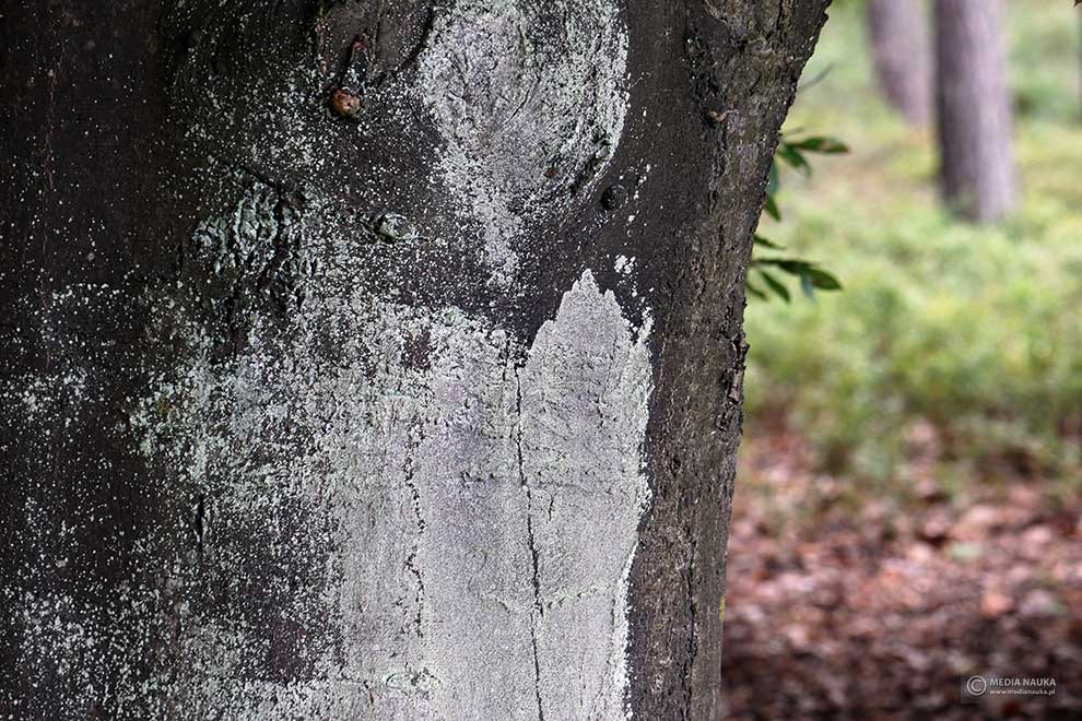 buk pospolity, buk zwyczajny (Fagus salvatica)