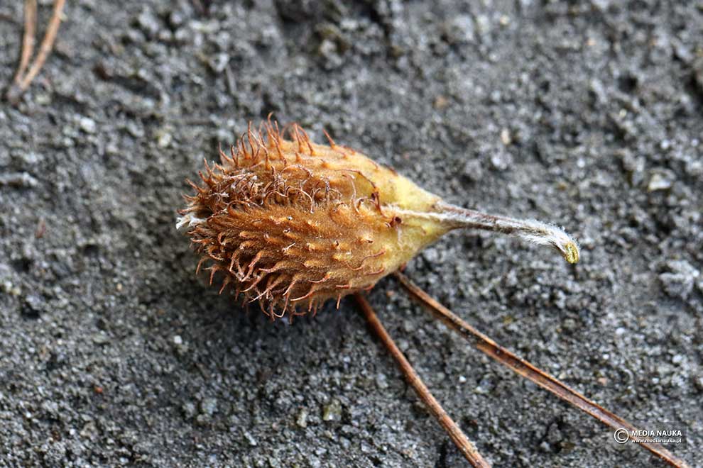buk pospolity, buk zwyczajny (Fagus salvatica)