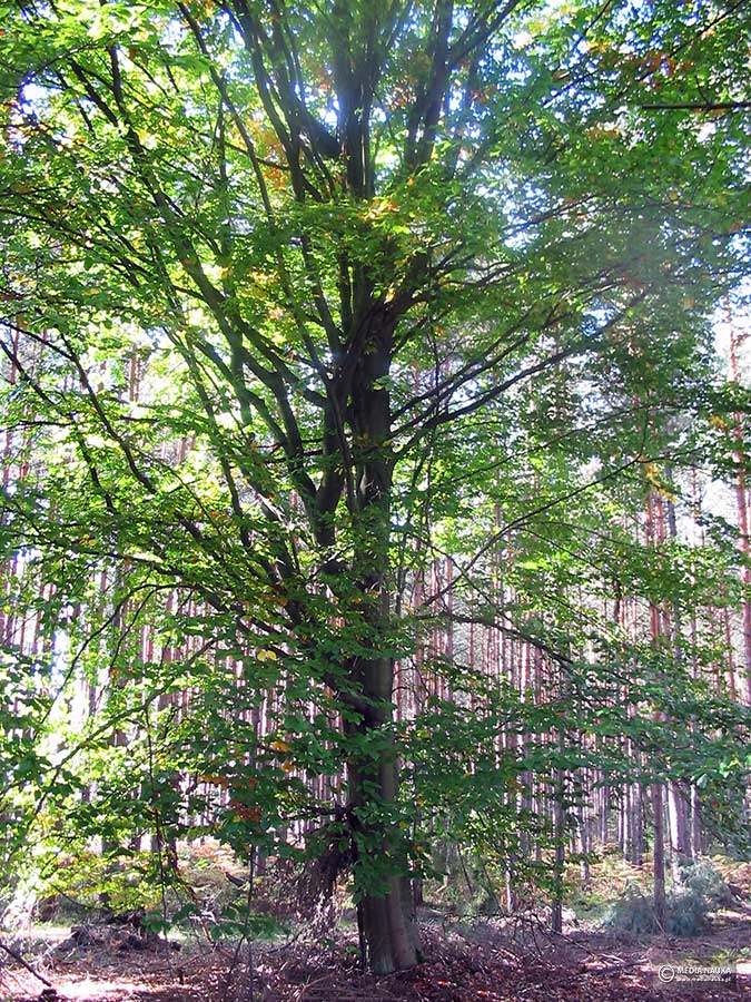 buk pospolity, buk zwyczajny (Fagus salvatica)
