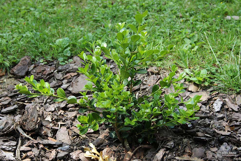 bukszpan drobnolistny (Buxus microphylla)