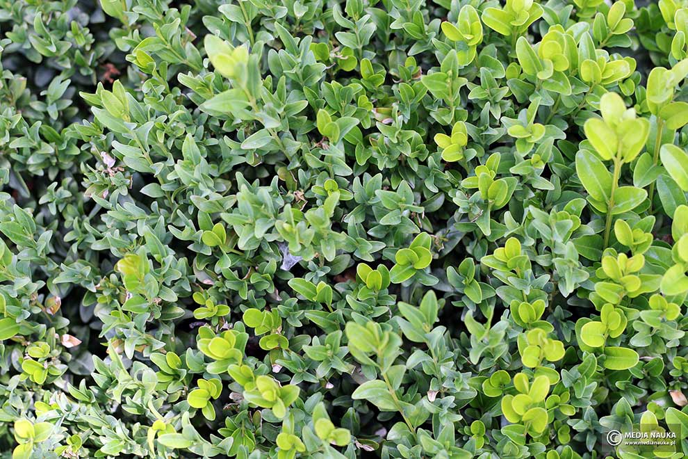 bukszpan zwyczajny, bukszpan wiecznozielony (Buxus sempervirens)