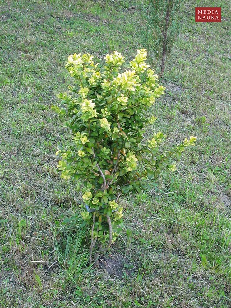 bukszpan zwyczajny, bukszpan wiecznozielony (Buxus sempervirens)