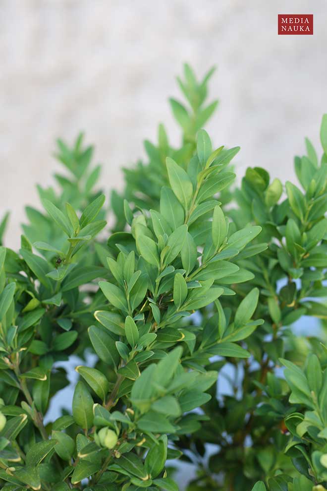 bukszpan zwyczajny, bukszpan wiecznozielony (Buxus sempervirens)