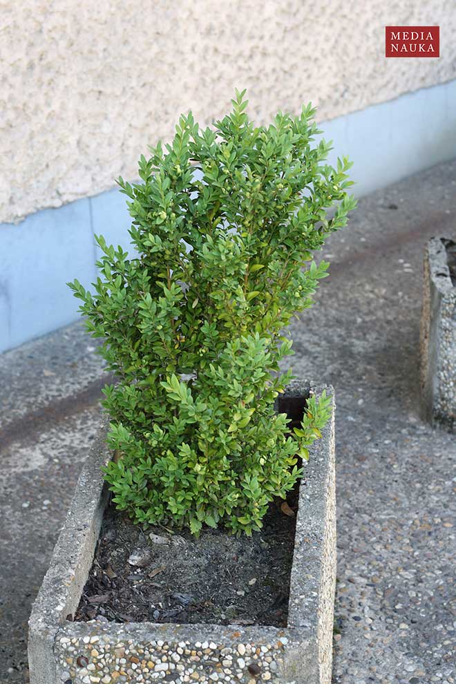 bukszpan zwyczajny, bukszpan wiecznozielony (Buxus sempervirens)