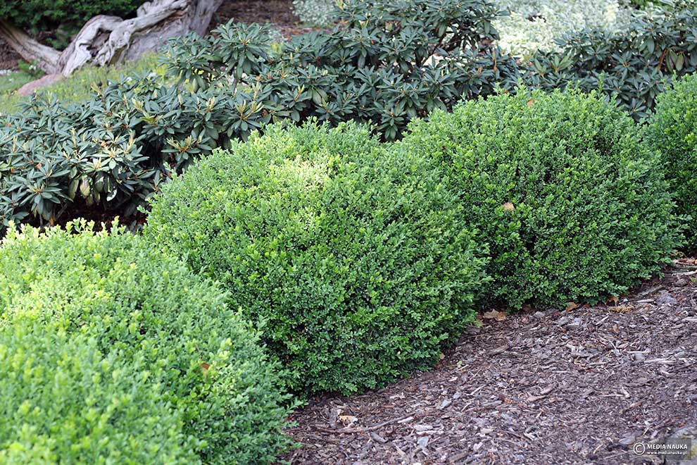 bukszpan zwyczajny, bukszpan wiecznozielony (Buxus sempervirens)