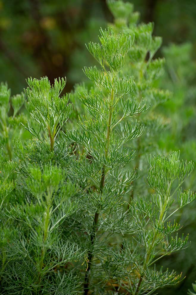 bylica boże drzewko (Artemisia abrotanum)