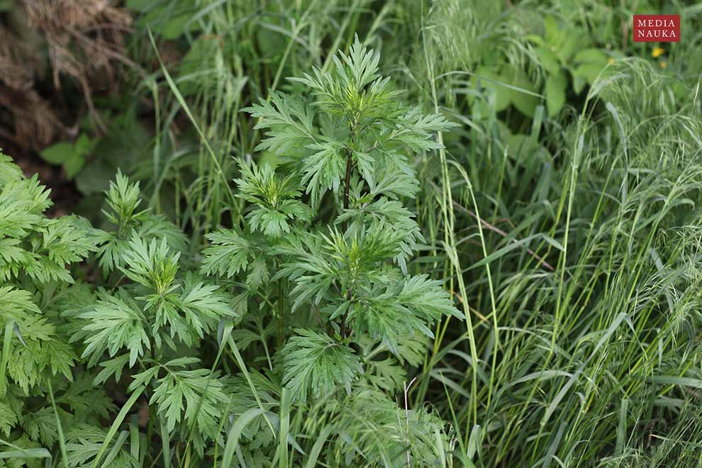 bylica pospolita (Artemisia vulgaris)