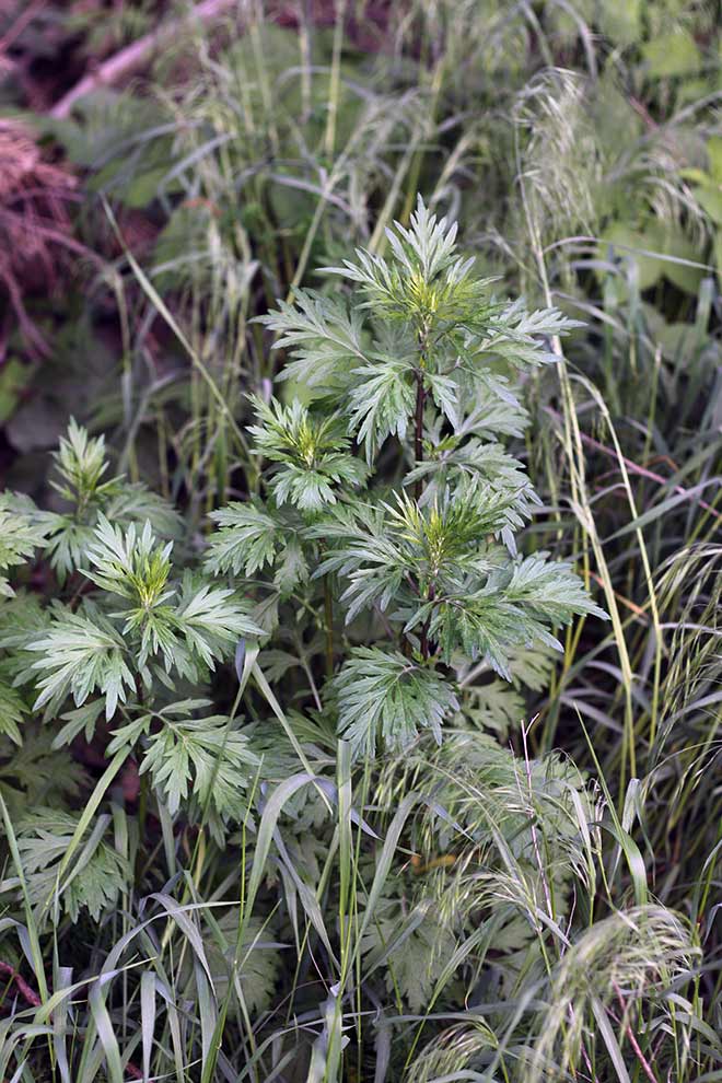 bylica pospolita (Artemisia vulgaris)