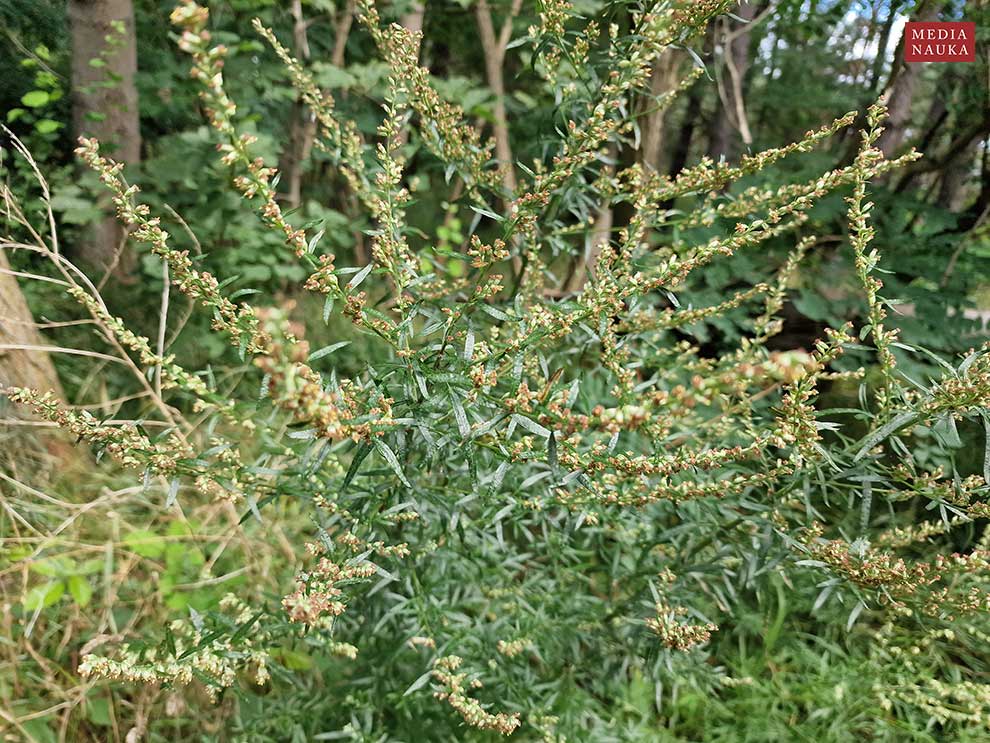bylica pospolita (Artemisia vulgaris)