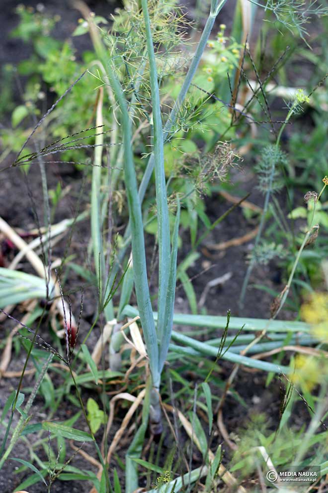 cebula (Allium cepa)