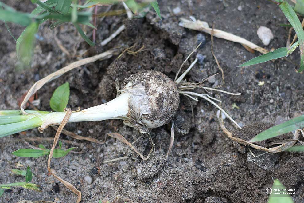 cebula (Allium cepa)