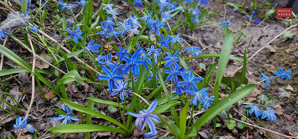 cebulica dwulistna (Scilla bifolia)