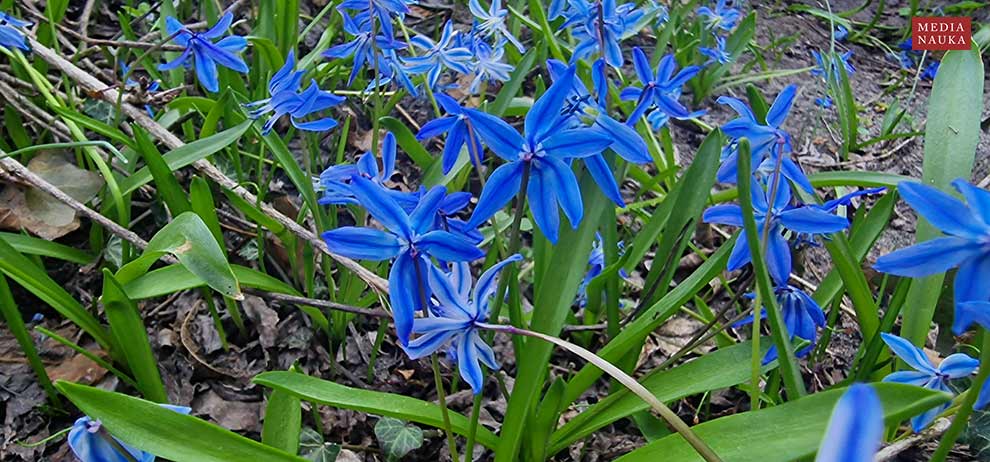 cebulica dwulistna (Scilla bifolia)