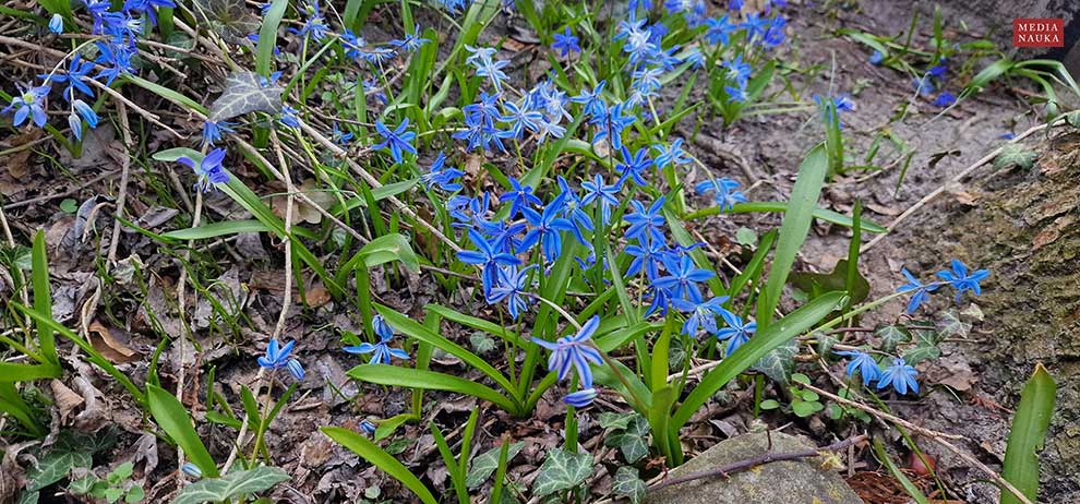 cebulica dwulistna (Scilla bifolia)