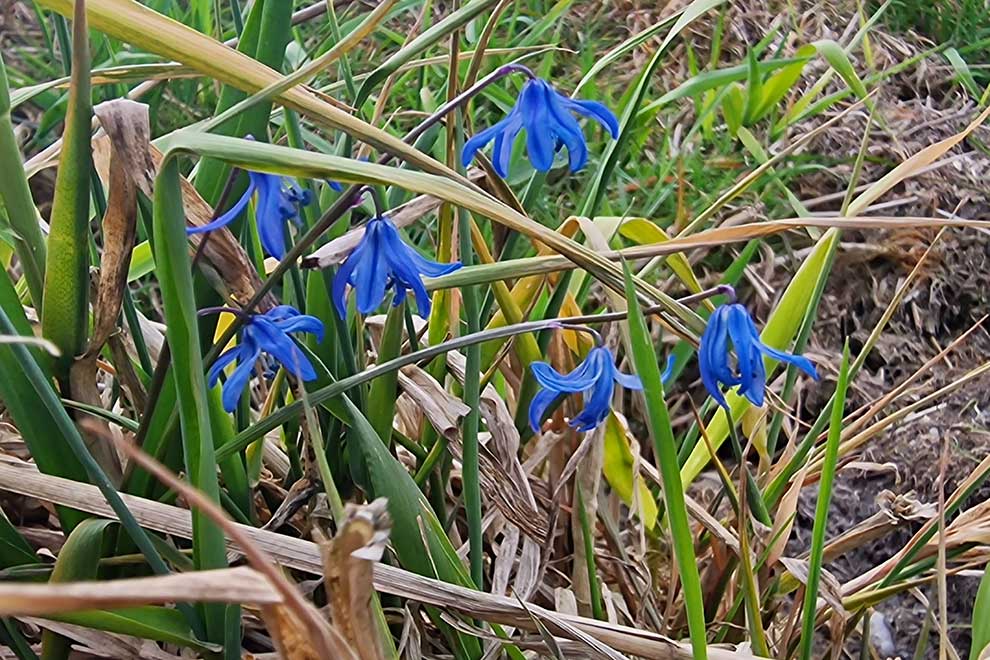 cebulica syberyjska (Scilla siberica)