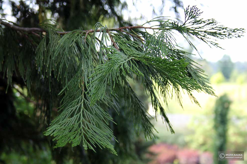 cedrzyniec kalifornijski (Calocedrus decurrens)
