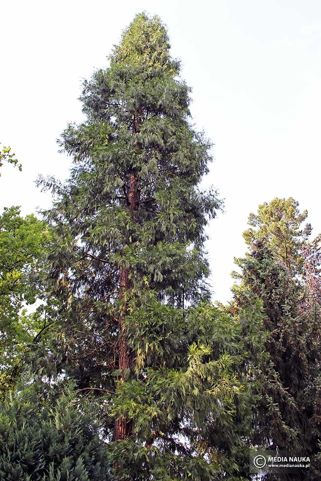 cedrzyniec kalifornijski (Calocedrus decurrens)