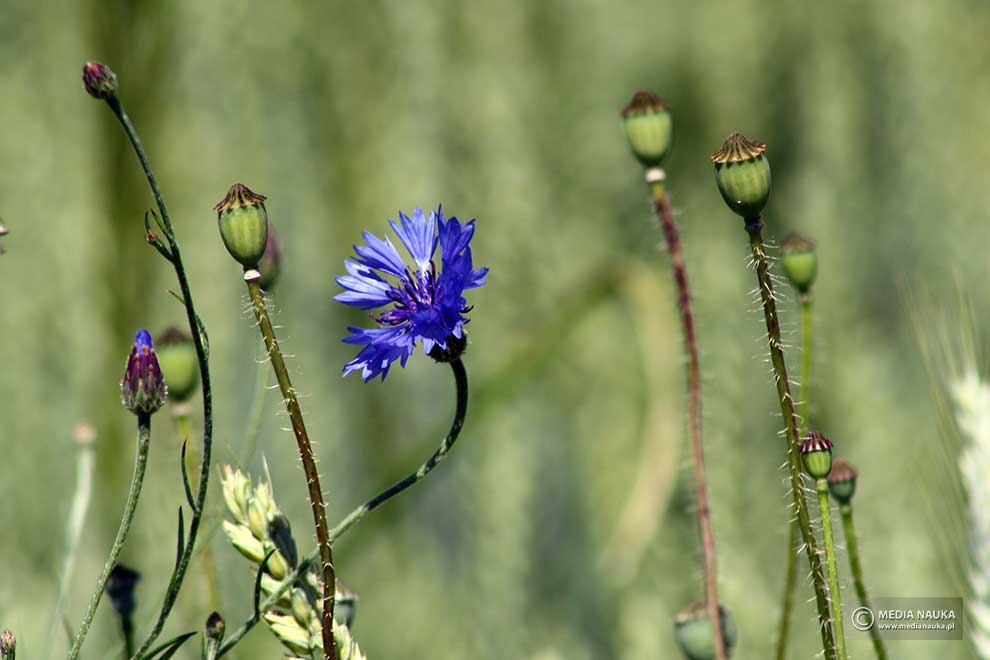 chaber bławatek (Centaurea cyanus)