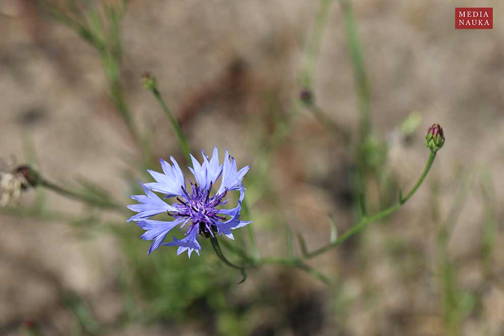 chaber bławatek (Centaurea cyanus)