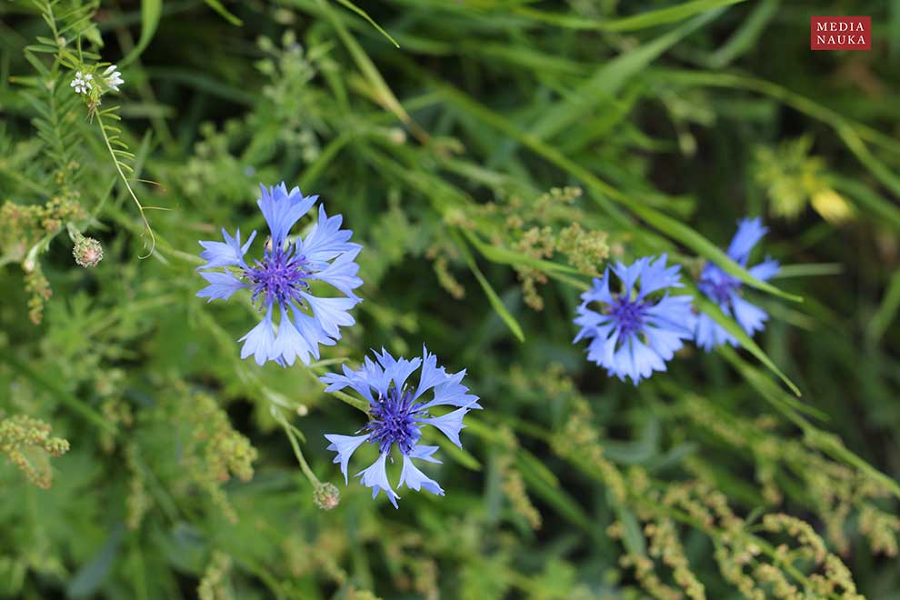 chaber bławatek (Centaurea cyanus)