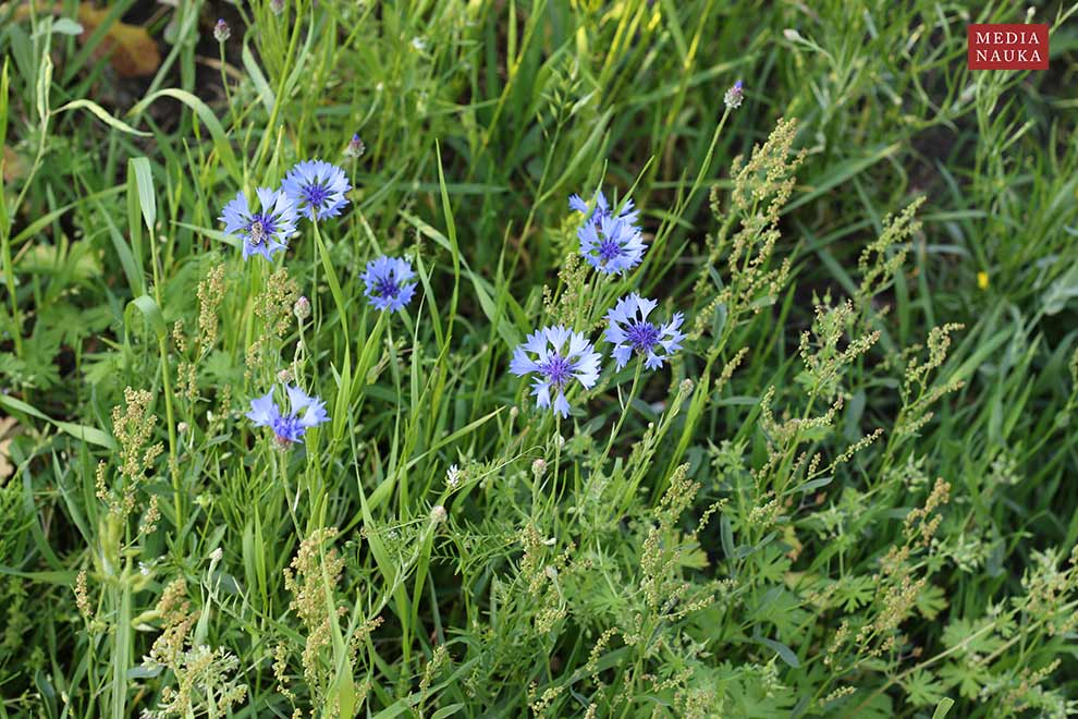 chaber bławatek (Centaurea cyanus)