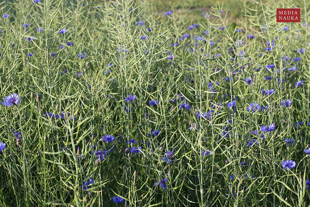 chaber bławatek (Centaurea cyanus)