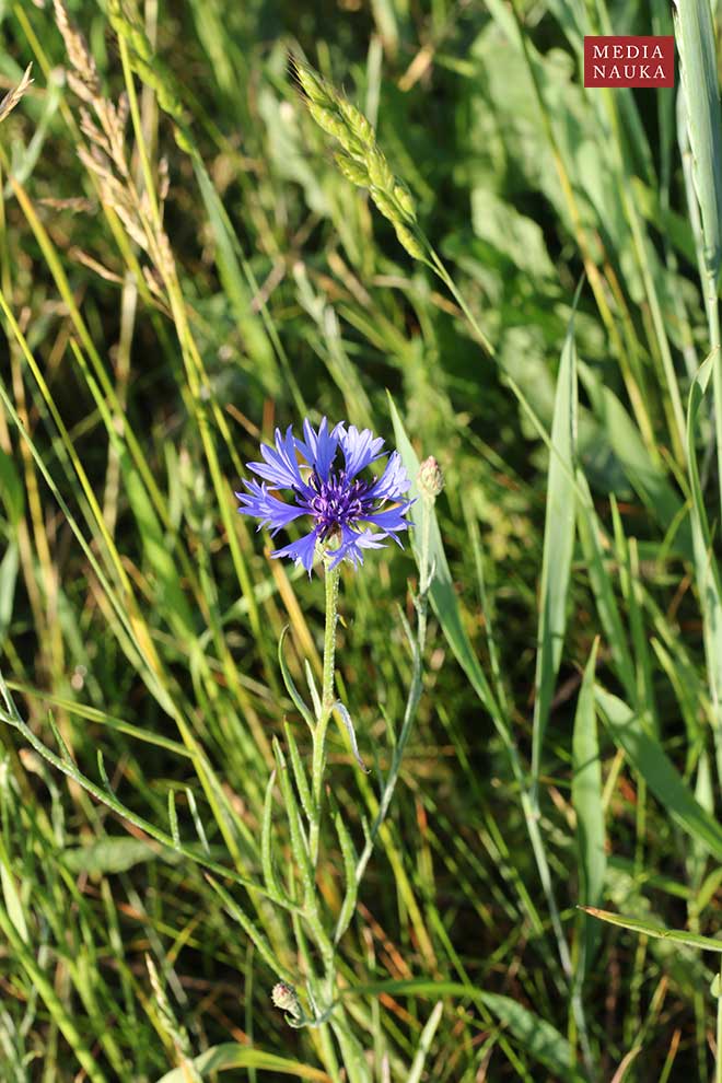 chaber bławatek (Centaurea cyanus)