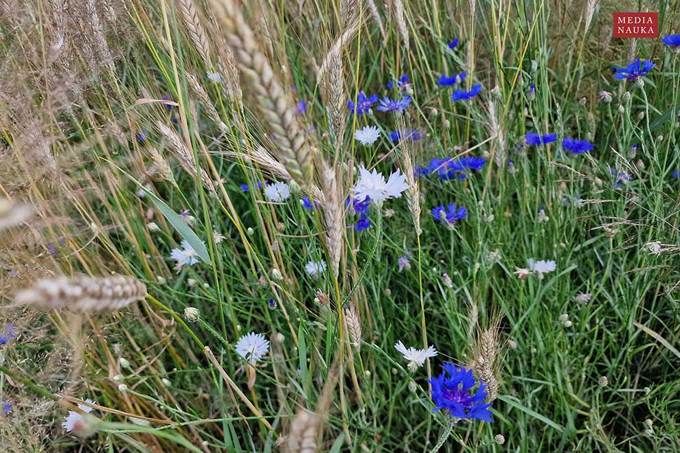 chaber bławatek (Centaurea cyanus)