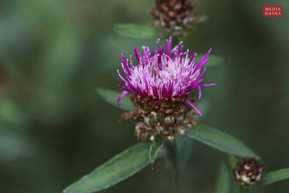 chaber czarny (Centaurea nigra)