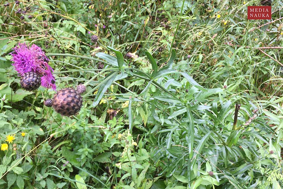 chaber driakiewnik (Centaurea scabiosa)
