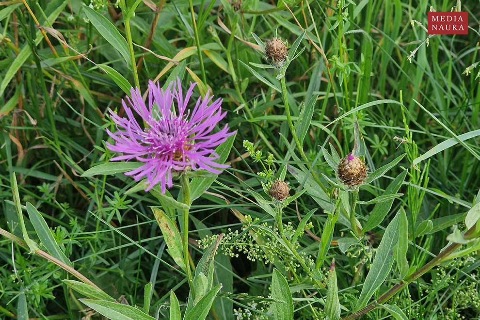 chaber łąkowy (Centaurea jacea)