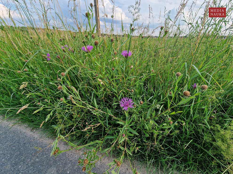 chaber łąkowy (Centaurea jacea)