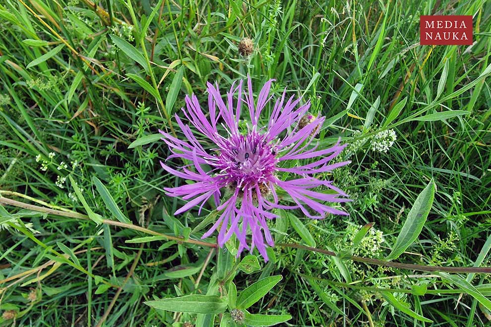chaber łąkowy (Centaurea jacea)