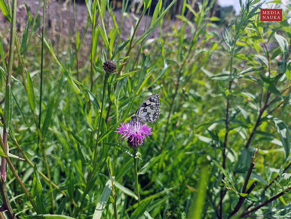 chaber łąkowy (Centaurea jacea)