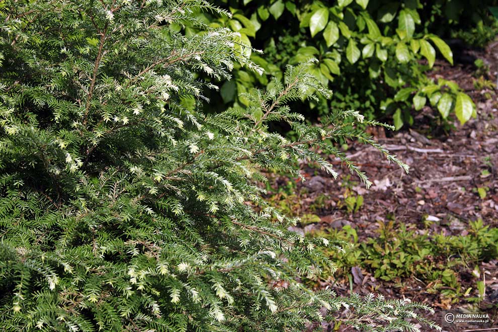choina kanadyjska (Tsuga canadensis)