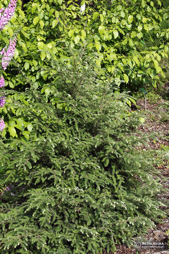 choina kanadyjska (Tsuga canadensis)