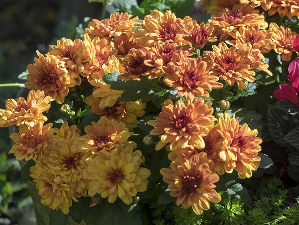 chryzantema, chryzantema wielkokwiatowa (Chrysanthemum grandiflorum)