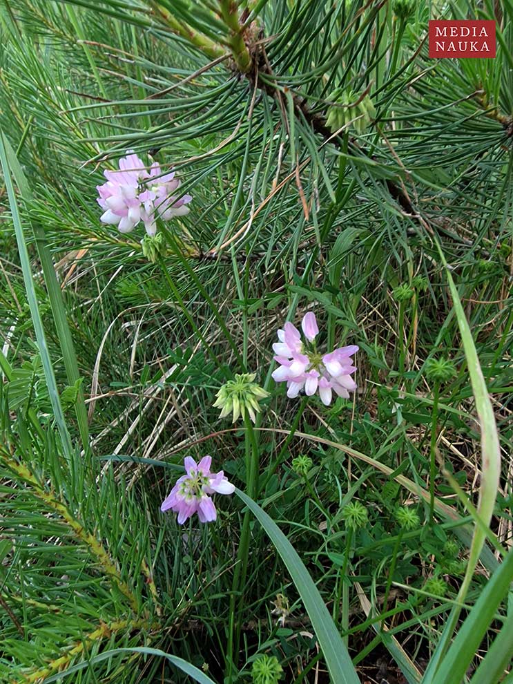 cieciorka pstra, ciecioreczka (Coronilla varia)