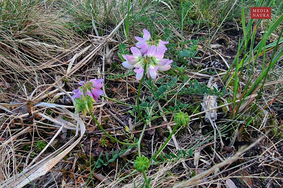 cieciorka pstra, ciecioreczka (Coronilla varia)