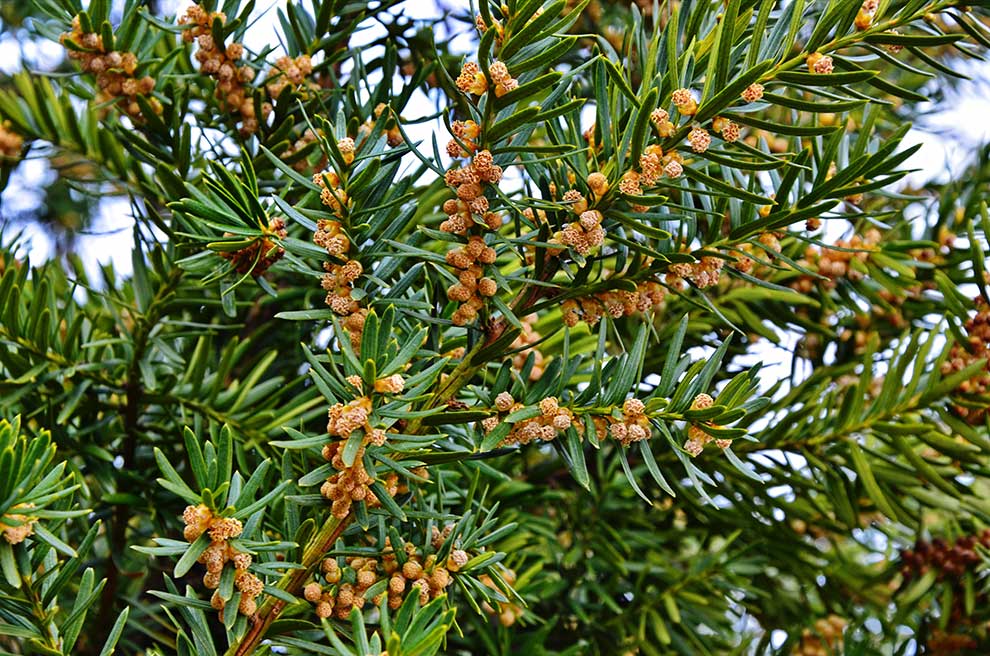 cis pospolity (Taxus baccata)