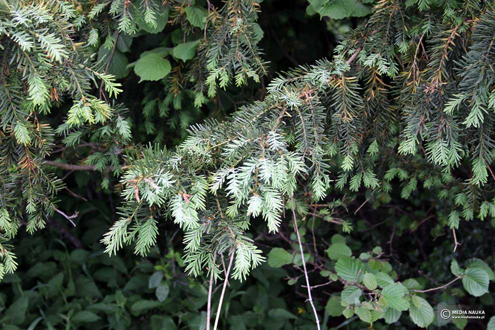 cis pospolity (Taxus baccata)